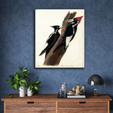 Ivory billed woodpecker by John James Audubon