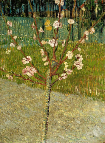 Almond tree in blossom by Vincent Van Gogh