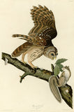 Barred Owl by John James Audubon