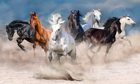 Beautiful Horses