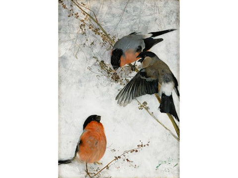 Beautiful Winter Birds Painting Domherrar by Bruno Liljefors