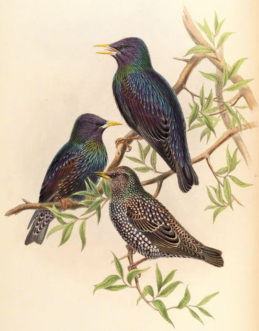 Common Starling Sturnus vulgaris Linnaeus