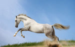 White Horse Running