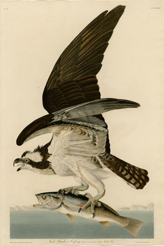 Fish Hawk by John James Audubon