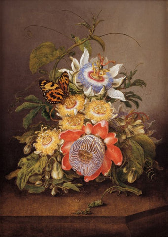 Floral Panting - Ferdinand Bauer - Passionflowers