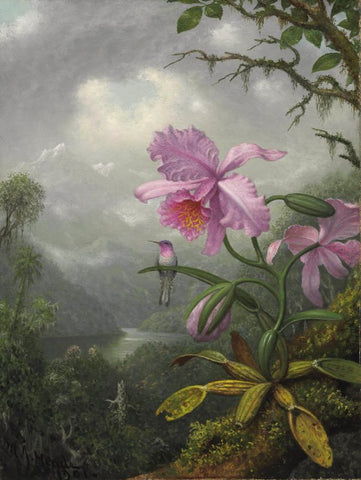 Floral Panting - Martin Johnson Heade - Hummingbird Perched on the Orchid Plant