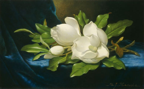 Floral Panting - Martin Johnson Heade, Giant Magnolias on a Blue Velvet Cloth