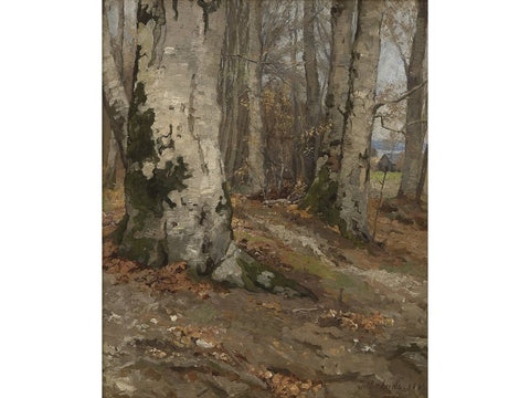 Forest Landscape Forest interior with beech