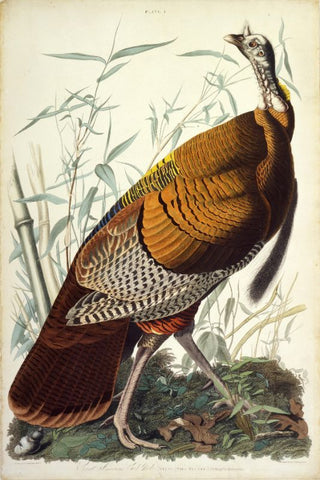 Great American Cock (Wild Turkey) by John James Audubon