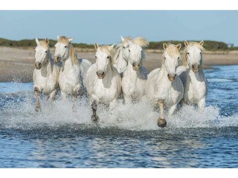 Horses Sunlight Running