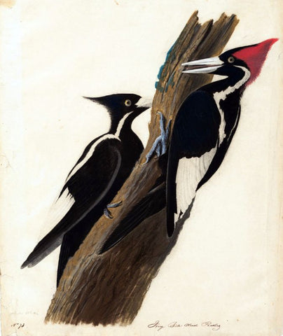 Ivory billed woodpecker by John James Audubon