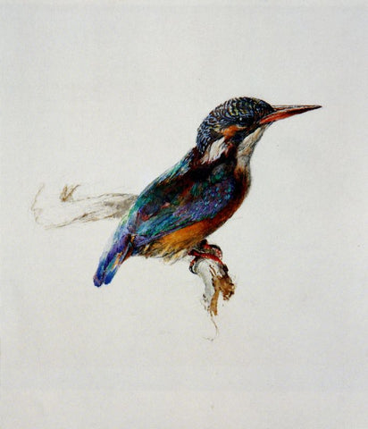 Kingfisher by John Ruskin