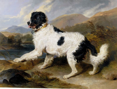 Lion  A Newfoundland Dog by Edwin Landseer