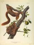 Orange-Bellied Squirrel by John James Audubon