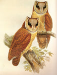 Oriental Bay Owl