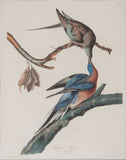 Passenger Pigeon by John James Audubon