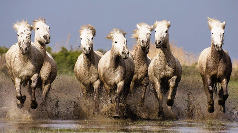 Seven Beautiful White Running Horses