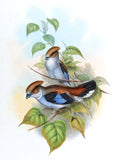 Silver-breasted Broadbill