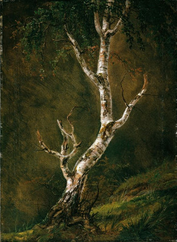 Study of a Birch Tree by Johan Christian Clausen Dahl