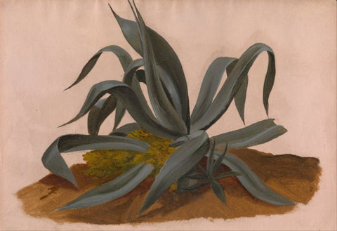 Study of an Agave by Johan Christian Clausen Dahl