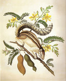 The Common Striped Squirrel