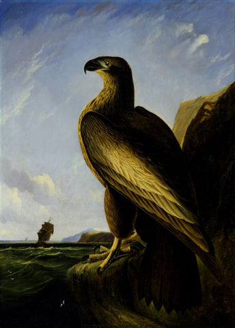 Washington Sea Eagle by John James Audubon