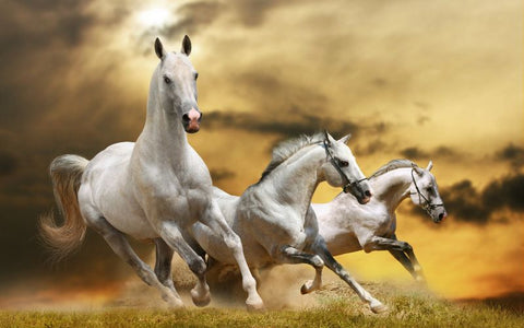 White Horse Running